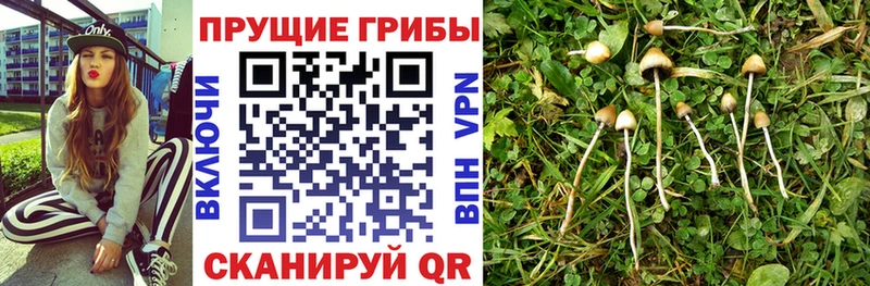 Галлюциногенные грибы прущие грибы  где купить наркоту  Киреевск 